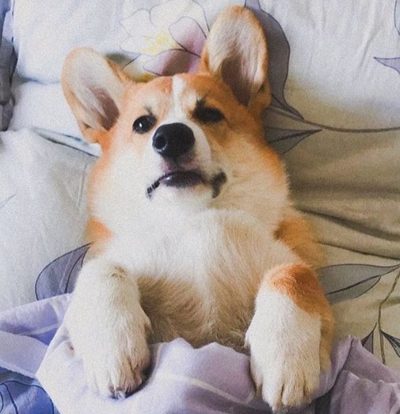 Corgi lying down on the bed while snuggled with blanket