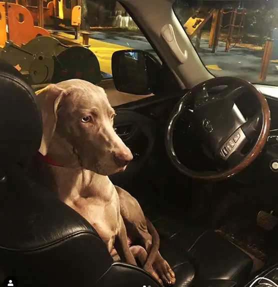 A Weimaraner sitting in the driver's seat