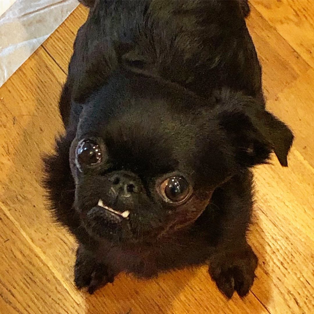 A black Brussels Griffon standing on the floor with its begging face