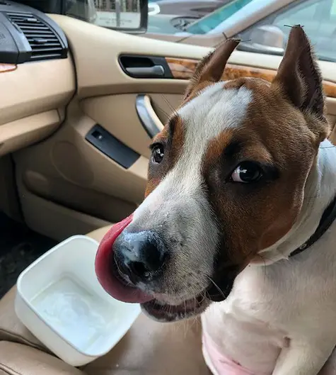 A Staffordshire Bull Terrier sitting in the passenger seat while licking its mouth and with an empty tupperware