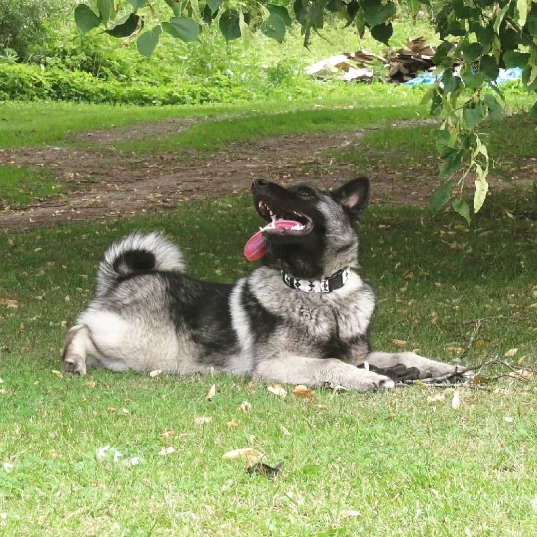 A Norwegian Elkhound lying on the grass under the tree with its tongue sticking out on the side of its mouth