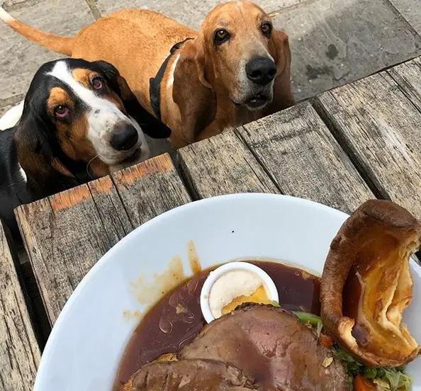 two Basset Hound behind the table with its begging face