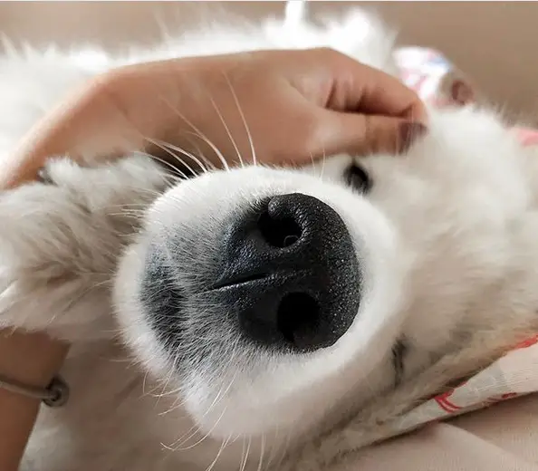 A Samoyed Dog lying on the couch with the hand of a woman on its face