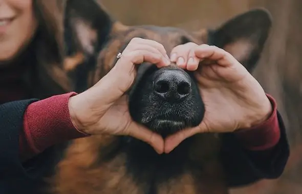 girl putting a heart shaped hand on a German Shepherd's nose