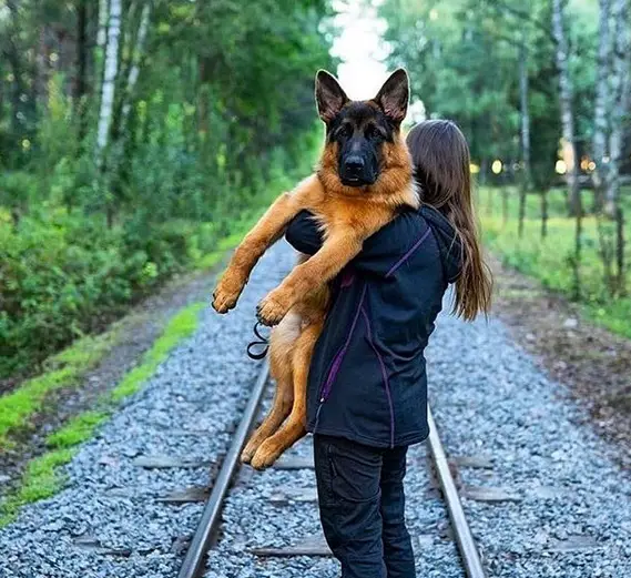 a woman standing in the strain railway while carrying a German Shepherd