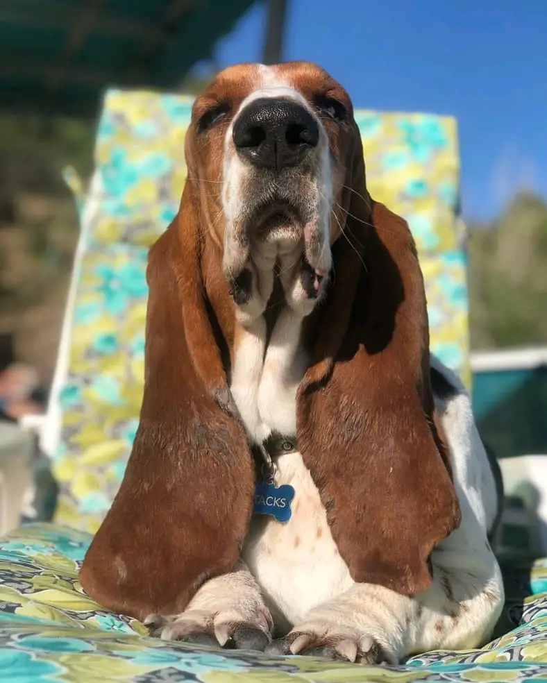 Basset Hound Dog lying down on chair by the beach