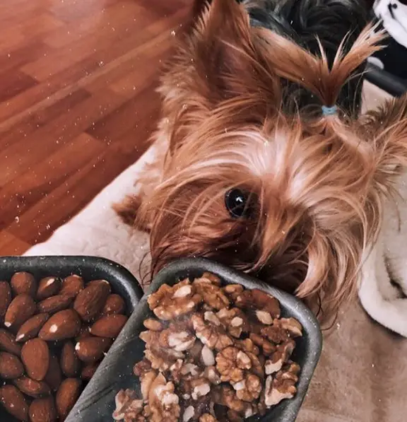 A Yorkshire Terrier smelling the nuts in the bowl