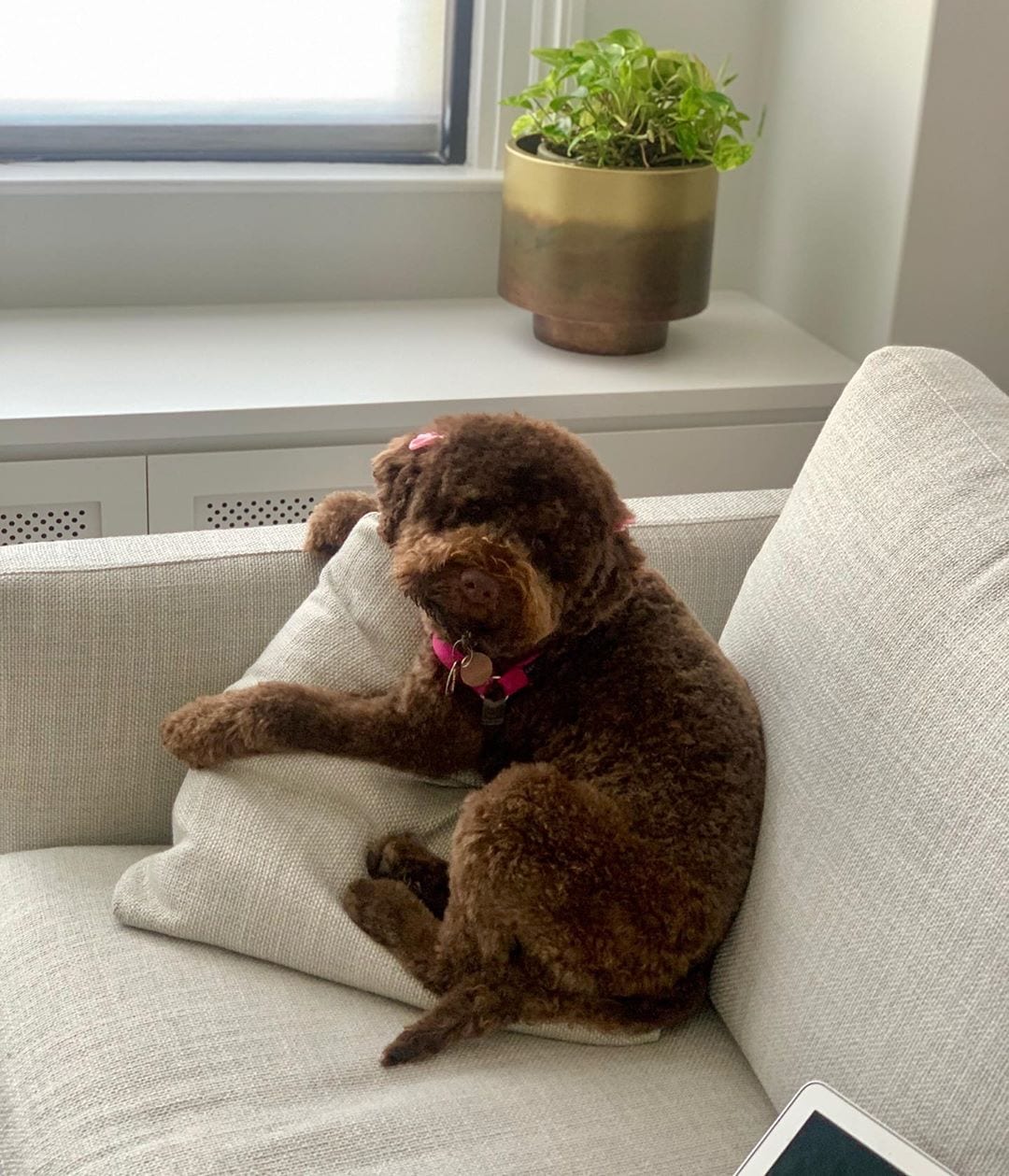 A Lagotto Romagnolo puppy sitting on the couch