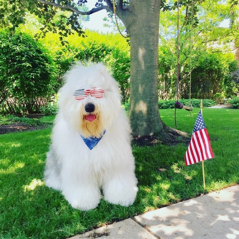 A Old English Sheepdog sitting on the grass next to a small USA flag while under the tree while wearing a USA glasses