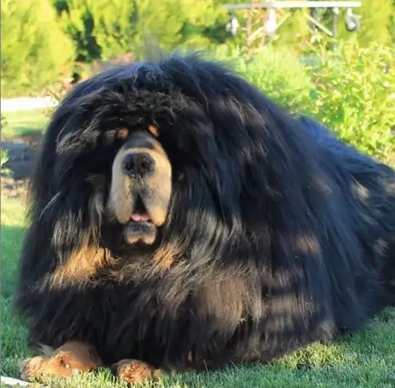 A lrge Tibetan Mastiff with a long fur lying on the grass