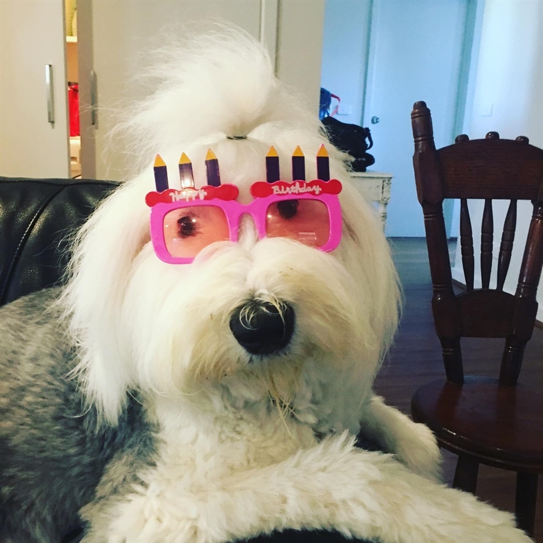 An Old English Sheepdog lying on the couch while wearing a birthday eye wear