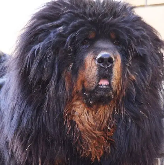 A furry Tibetan Mastiff