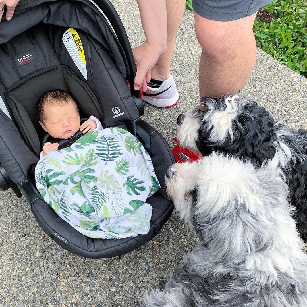 two Tibetan Terrier staring at the baby sleeping on its bed