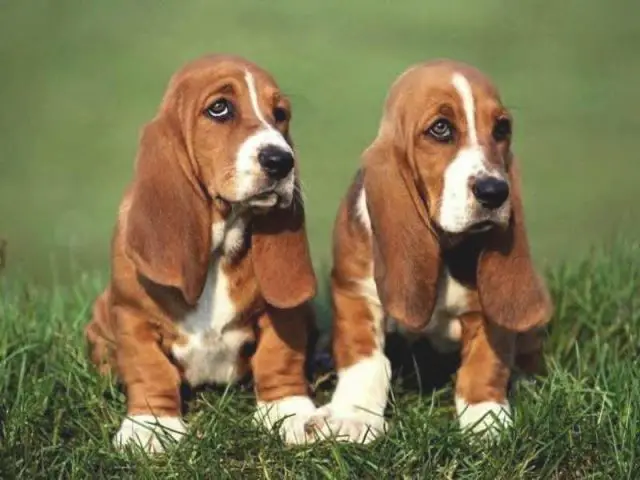 two Basset Hounds puppy sitting on the green grass