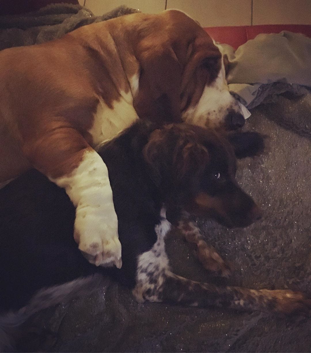 Basset Hound Dog sleeping on the floor with another dog