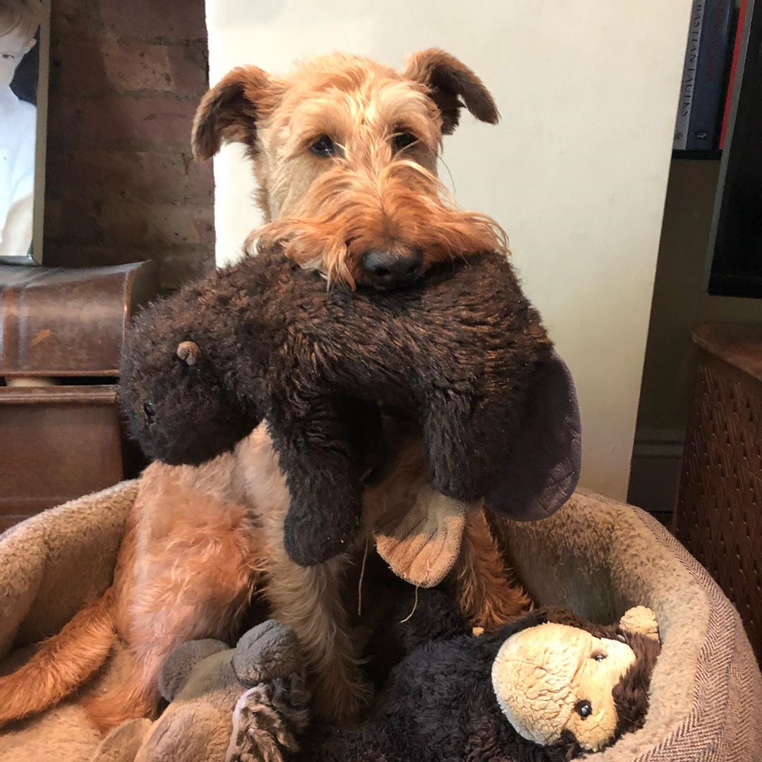 An Irish Terrier sitting on the bed with a stuffed toy in its mouth and with its other stuffed toys