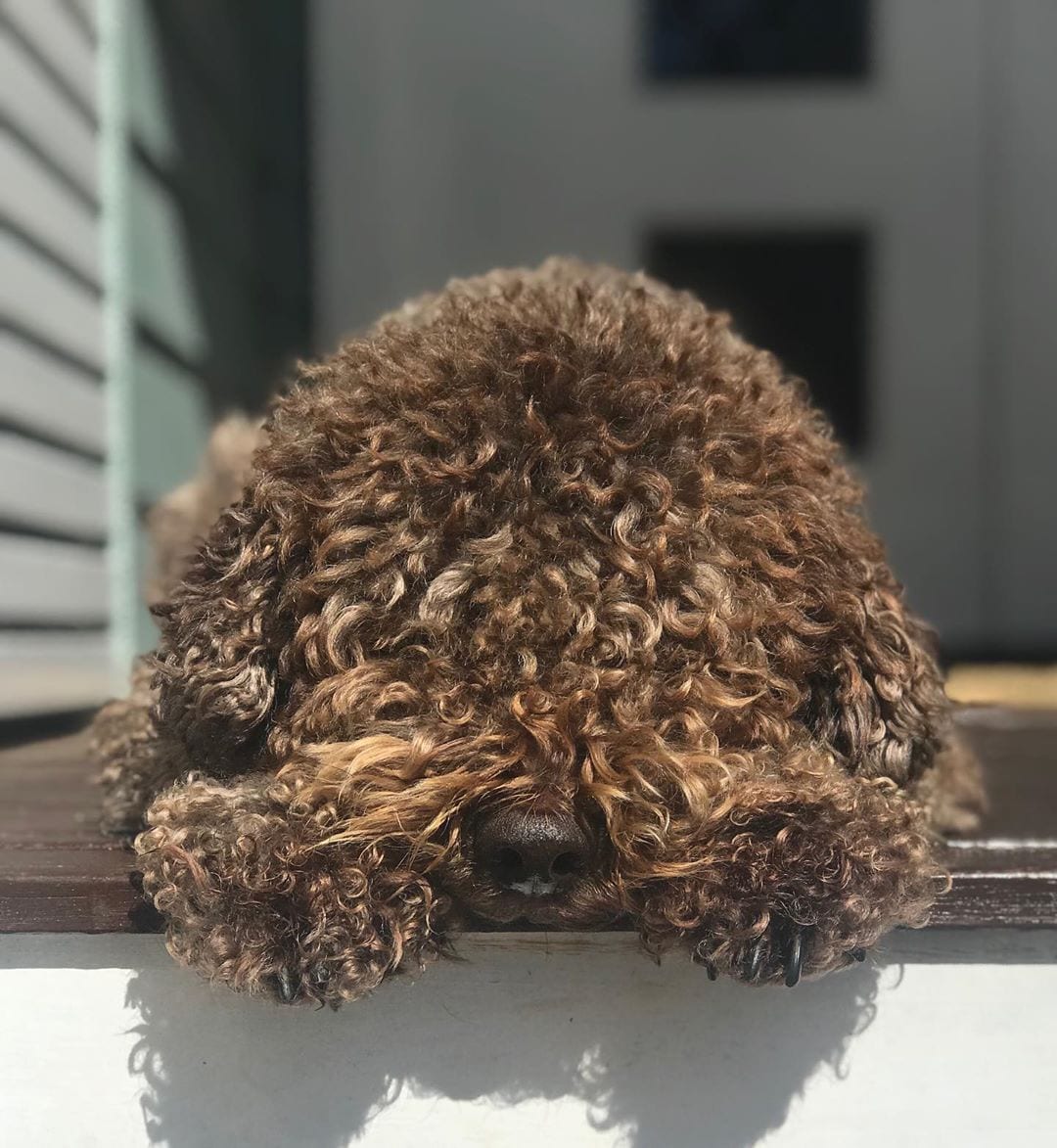 A brown Lagotto Romagnolo lying on the wooden floor in the front porch while under the sun