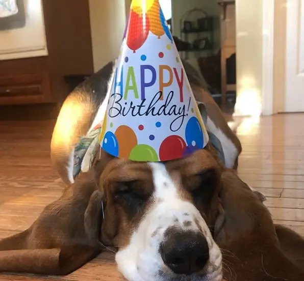 Basset Hound sleeping on the floor with a birthday hat