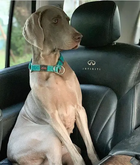A Weimaraner sitting in the passenger seat inside the car