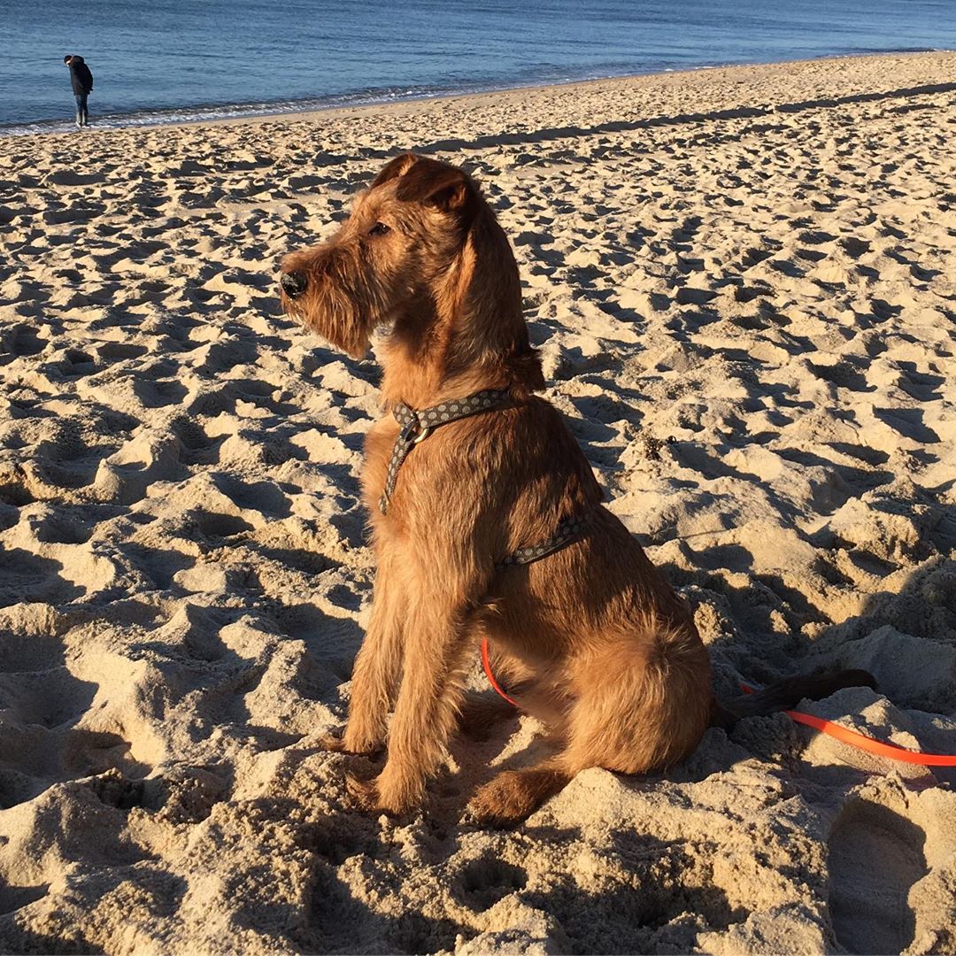 An Irish Terrier sitting on the sand at the beach