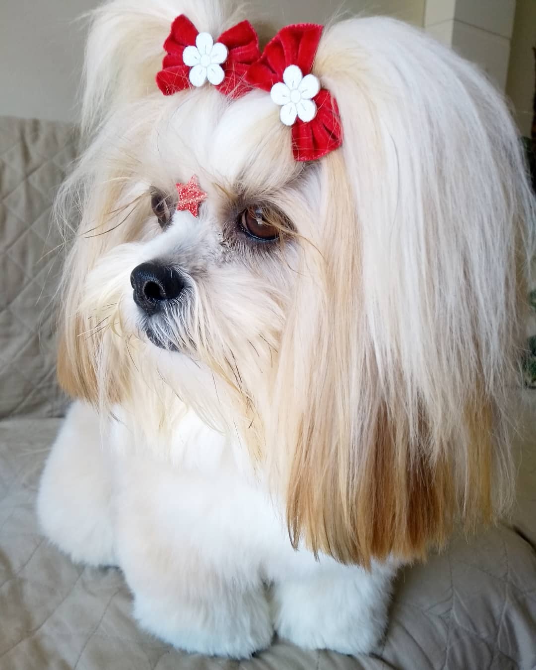 A Lhasa Apso wearing a red pony tail on top of its head while sitting on the couch