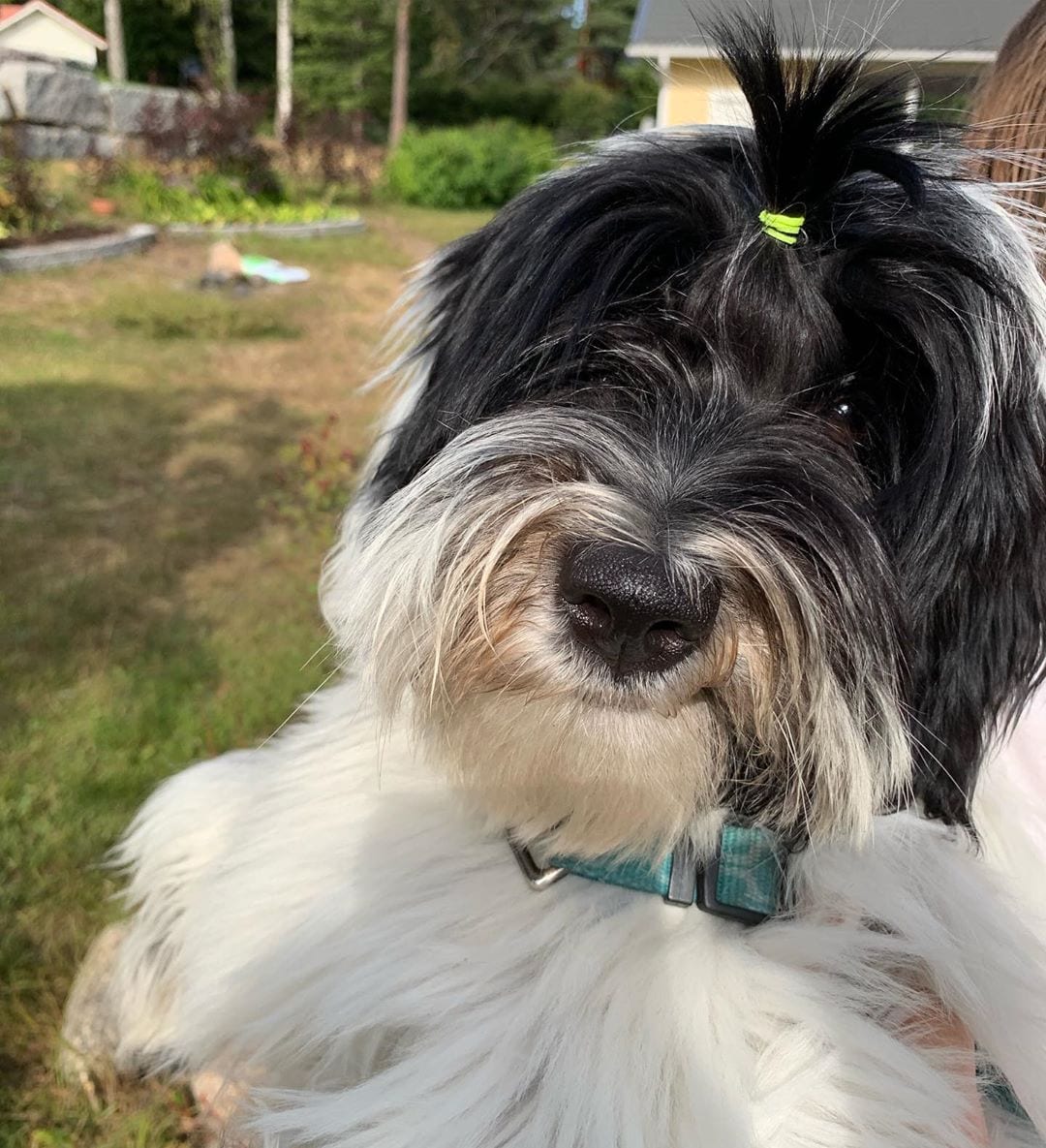 A Tibetan Terrier with a pony tail on top of its head while under the sun in the yard