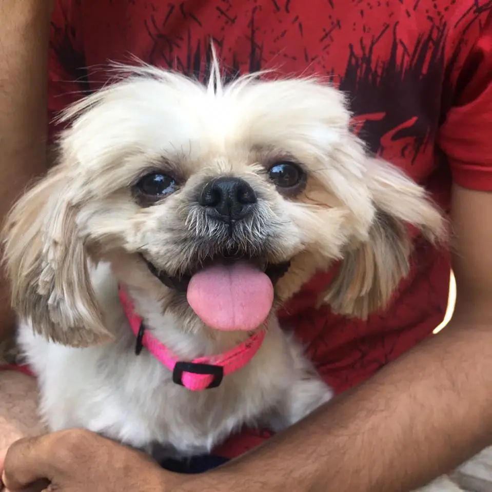 smiling Shih Tzu with its tongue out.