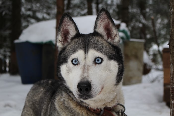 A Siberian Husky named Duke standing at the park with its round wide eyes