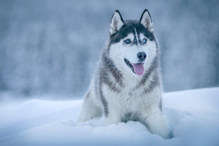 A Siberian Husky named Anu lying on the snow in the forest