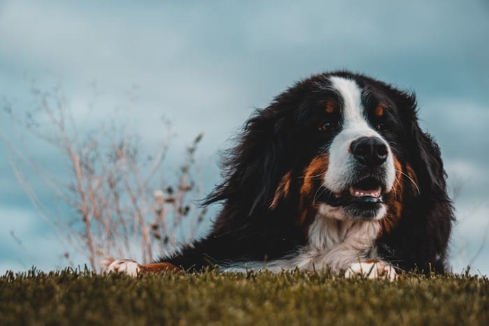 smiling Bernese Mountain Dog lying down on the green grass