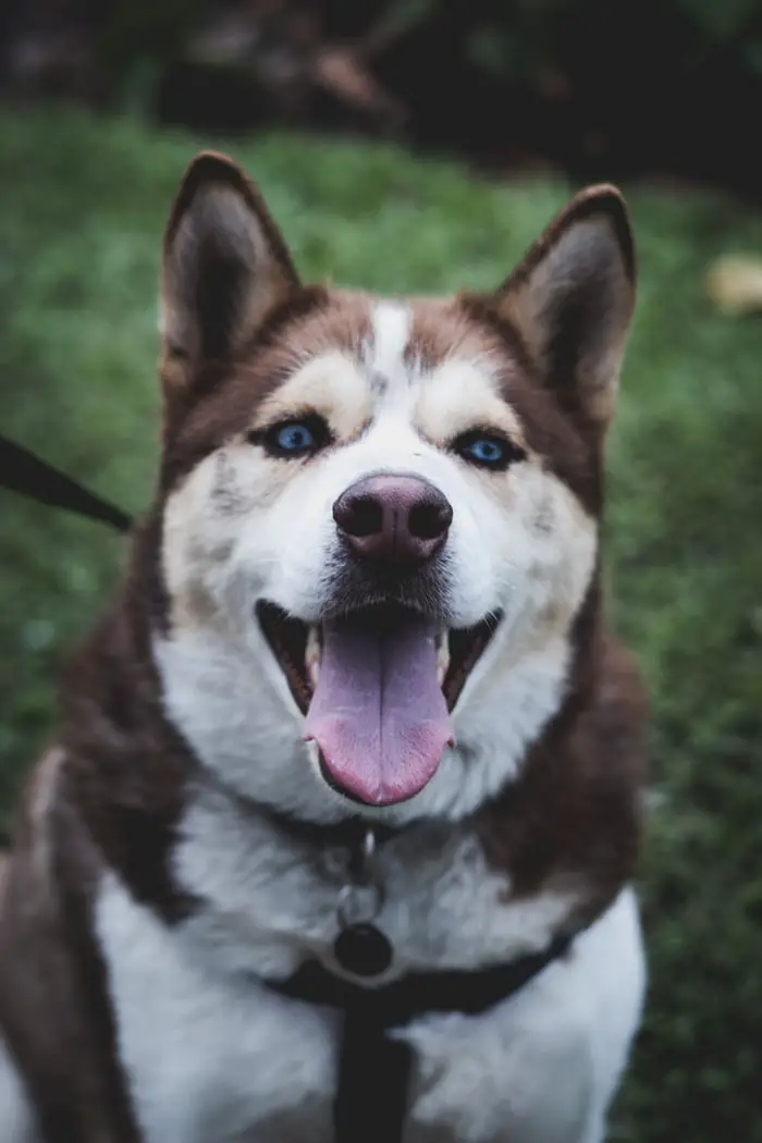A Siberian Husky sitting on the grass with its mouth open