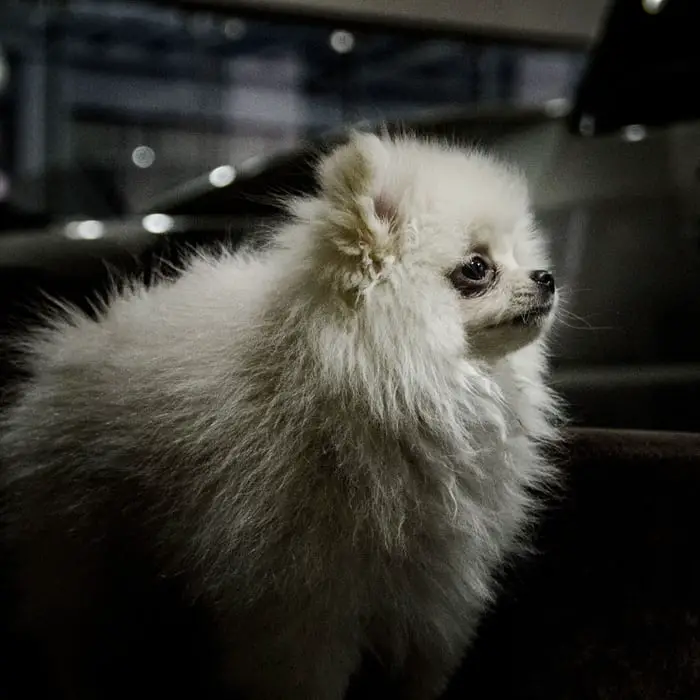 A Pomeranian standing inside dark parking lot