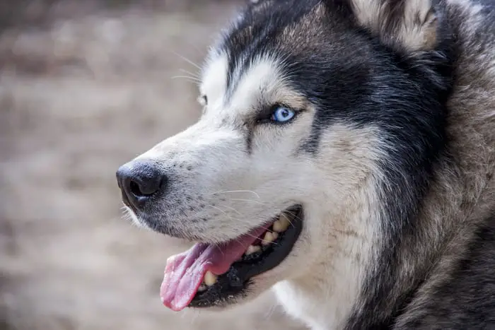 A Siberian Husky looking sideways with its tongue out