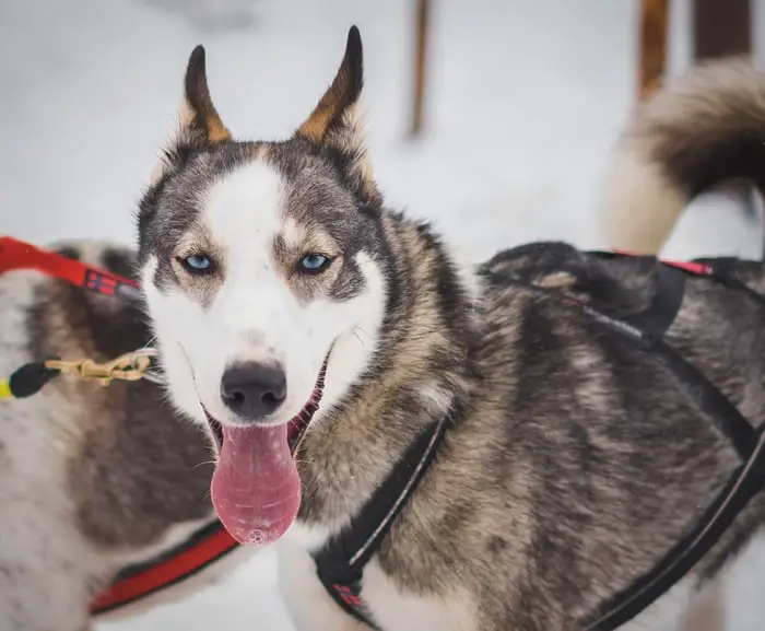 A Siberian Husky named Keeko standing in snow with its tongue out
