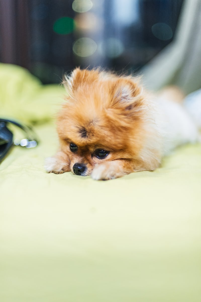 A Pomeranian lying down on the couch with its sad face
