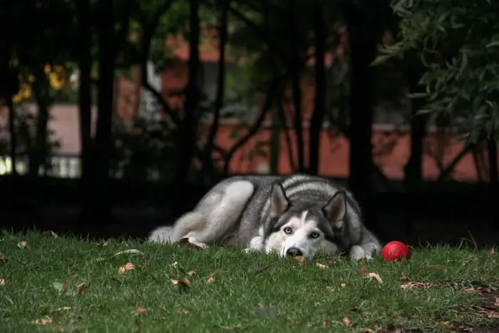 A Siberian Husky lying down at the park with its red ball