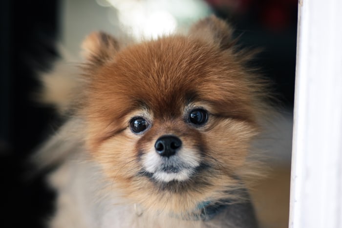 A Pomeranian standing on the floor with its curious face