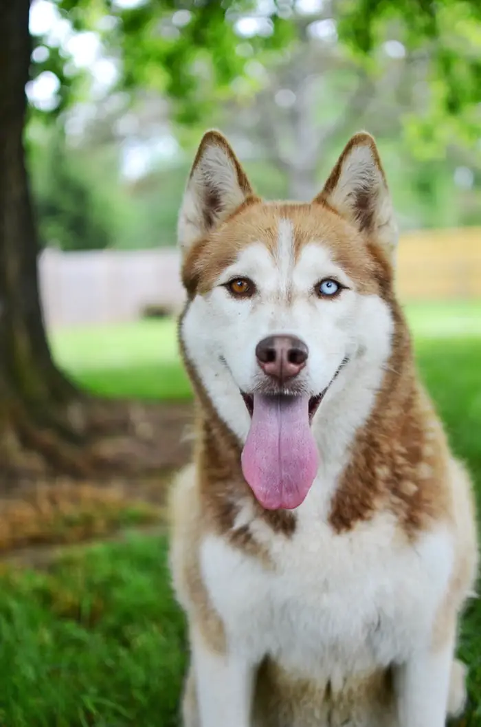A Siberian Husky named Ice sitting in the yard under the tree with its tongue out