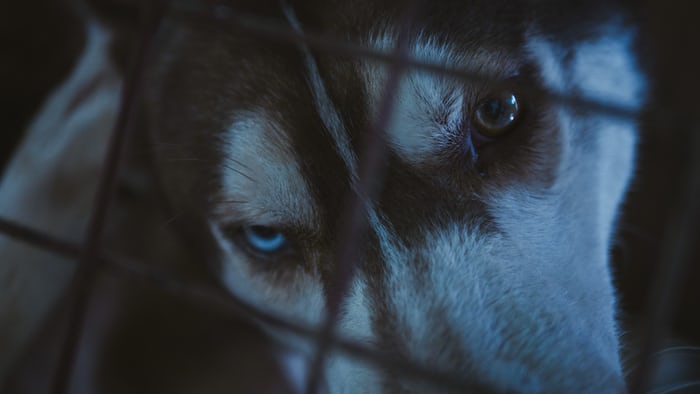 A Siberian Husky named Daksha staring behind the fence