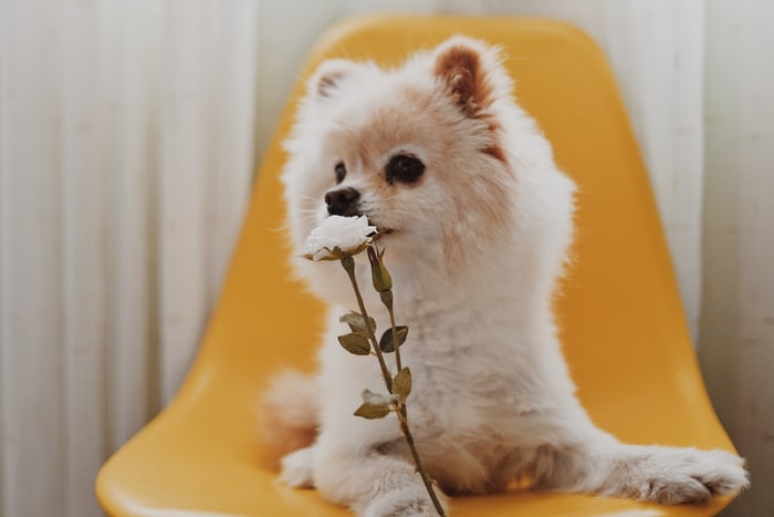 A Pomeranian sitting on a yellow chair while biting a piece of white flower