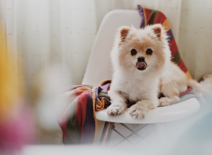 A Pomeranian sitting on the chair while licking its mouth