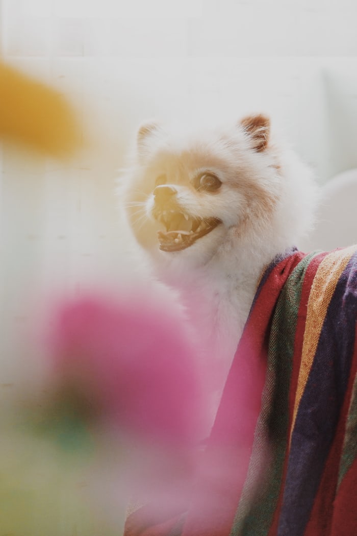 A Pomeranian with a colorful towel over its back while smiling