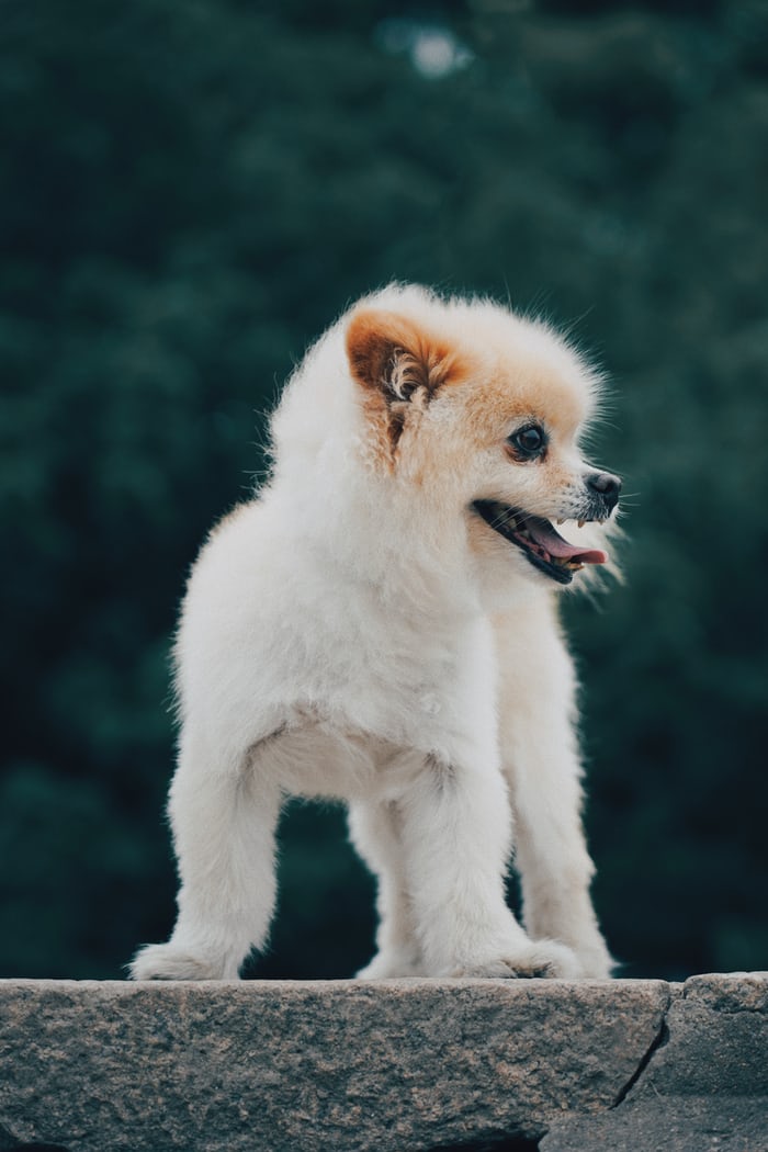 A Pomeranian standing on top of the concrete edge while looking sideways and smiling