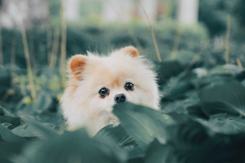 A Pomeranian sitting in the middle of the plants