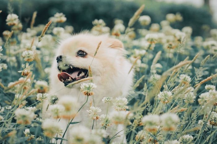 A Pomeranian in the middle of the small flowers while smiling