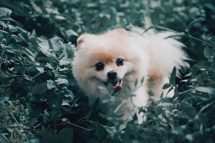 A Pomeranian standing in the middle of the green leaves in the forest