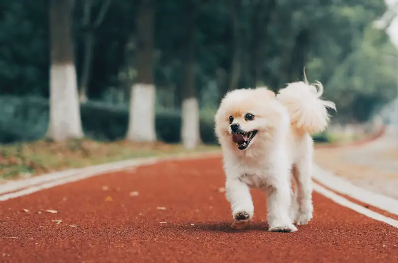 A Pomeranian running in the street while smiling