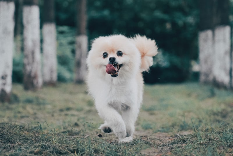 A Pomeranian running in the field of grass