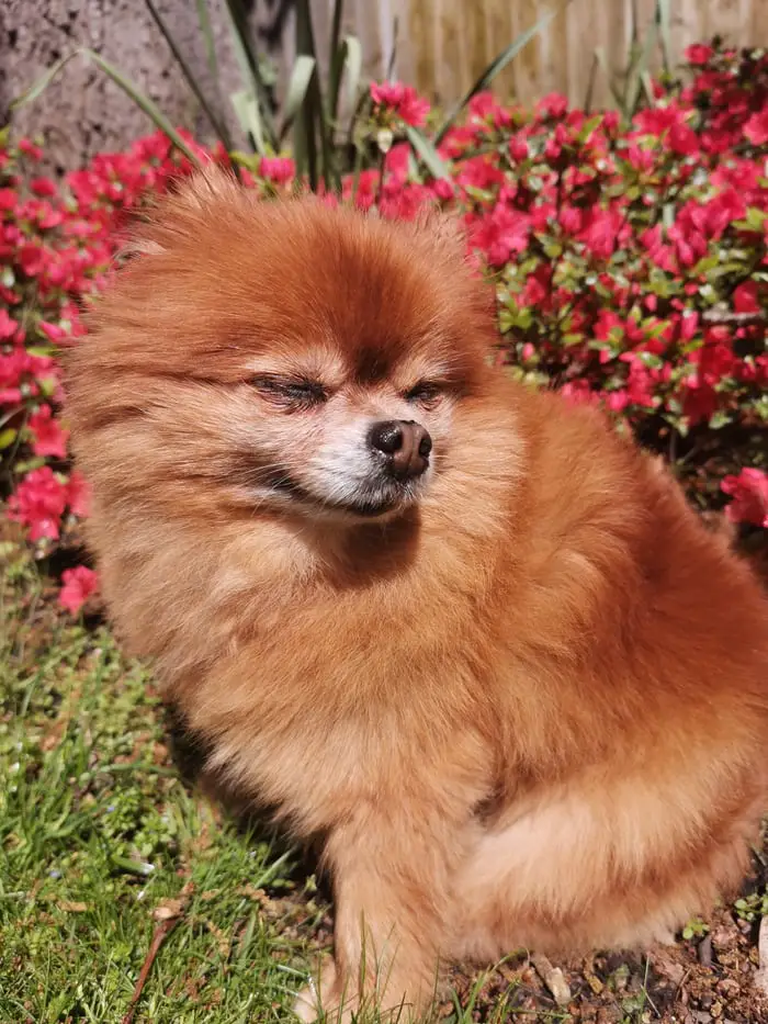 A Pomeranian sitting on the grass with pink flowers behind it while its eyes are closed