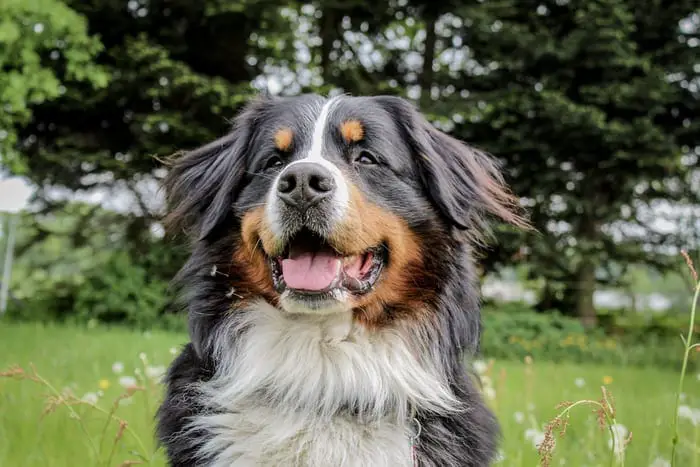 smiling Bernese Mountain Dog
